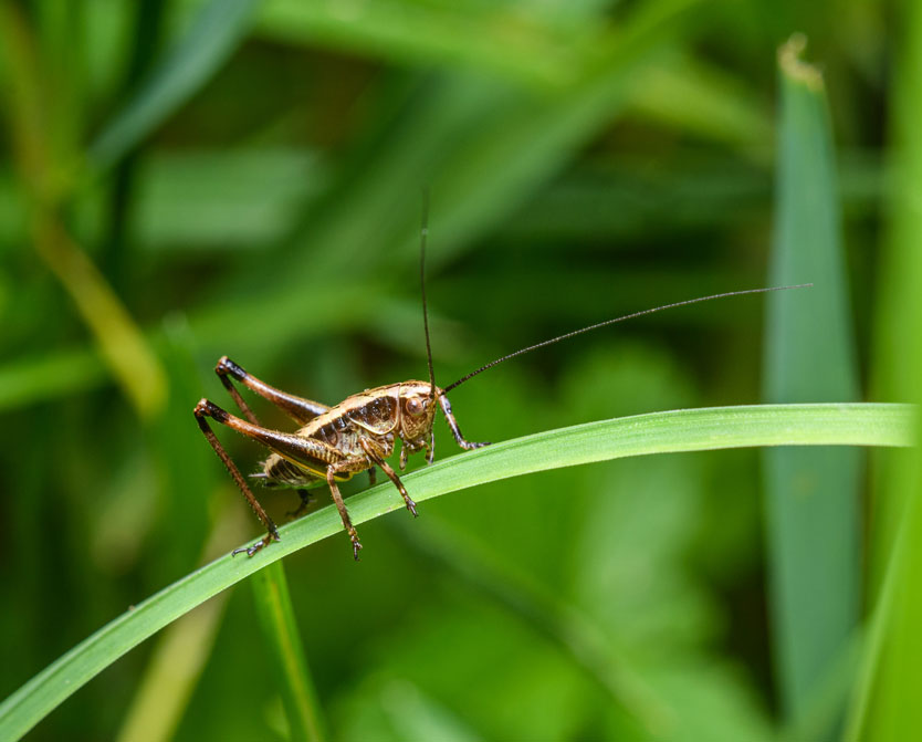 <b>Aiming for a More Sustainable Diet? Seek Food Co-Founder Robyn Shapiro Shares the Benefits of Crunching on Crickets</b>